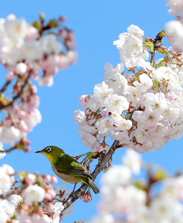맑은 날씨를 보인 3월 17일 제주시 도두동 인근에 활짝 핀 벚꽃 나무가지 위로 동박새 한 마리가 날아와 망중한을 즐기고 있다. (사진=뉴시스)