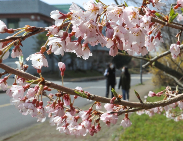 춘분 절기를 하루 앞둔 19일 제주시 아라동 제주대학교 캠퍼스 한켠에 올벚나무가 꽃을 피워 아름답다. 올벚나무는 다른 벚나무에 비해 꽃을 일찍 피우는 것으로 알려져 있다. (사진=뉴시스)