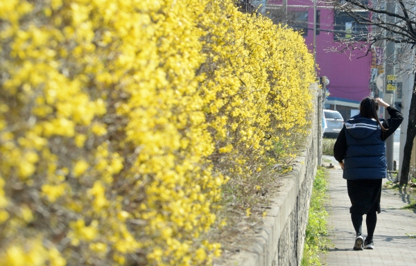 완연한 봄 날씨를 보인 3월 24일 전북 전주시 전주풍남초등학교 담벼락에 개나리가 만개해 있다. (사진=뉴시스)