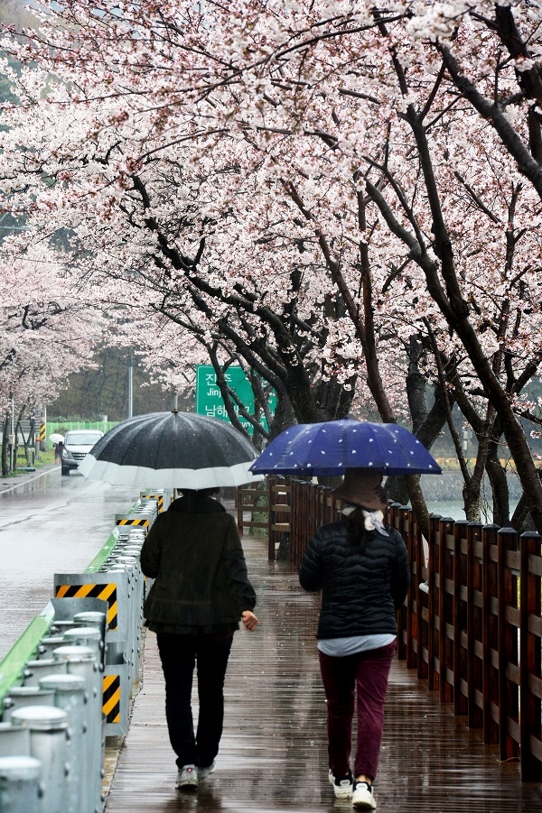 봄비가 내리는 3월 26일 오전 경남 남해군 설천면 왕지 벚꽃길을 우산을 쓴 주민들이 걷고 있다. (사진=뉴시스)