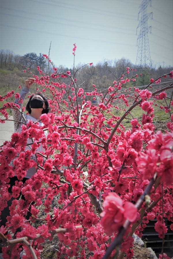지난 4일 오후 울산시 울주군 범서읍 한 농가에서 '어사화(御使花)'로 불리는 붉은복숭아꽃이 만개해 봄소식을 전하고 있다. (사진=뉴시스)