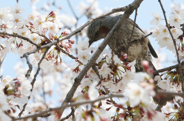 완연한 봄 날씨를 보인 지난 3월 31일 오후 서울 영등포구 여의도 윤중로 벚꽃길에 직박구리가 벚나무에 앉아 꿀을 따고 있다. (사진=뉴시스)
