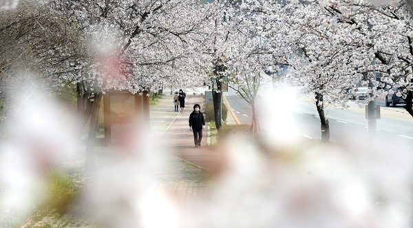 완연한 봄 날씨를 보인 지난 4월 1일 전북 전주시 조경단로 일원에서 시민들이 만개한 벚꽃을 구경하며 산책을 즐기고 있다. (사진=뉴시스)