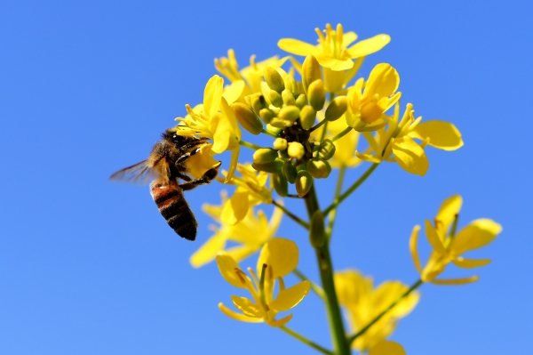 화창한 봄 날씨가 이어지고 있는 지난 4월 5일 오후 경남 남해군 고현면 한 들녘에서 꿀벌 한 마리가 노란 유채꽃에 앉아 꿀을 따고 있다. (사진=뉴시스)