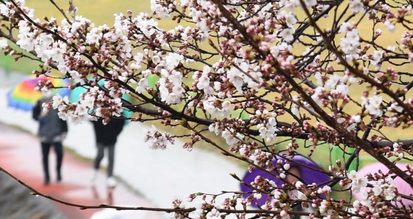 봄비가 내리고 있는 지난 3월 26일 경남 거창군 거창읍 거창터미널 앞 강변에서 우산을 쓴 아이들이 벚꽃이 핀 산책로를 거닐고 있다. (사진=뉴시스)