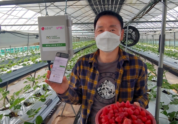 사진은 스마트팜 서비스가 설치된 속초시 한 딸기 농가에서 농장주가 스마트폰의 원격관제 화면을 보여주는 모습. (사진=LG유플러스 제공)