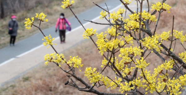 전북지역이 완연한 봄 날씨를 보인 3일 전주시 한옥마을 전주천 일대에 노란 산수유꽃이 활짝 피어 있다. (사진=뉴시스)