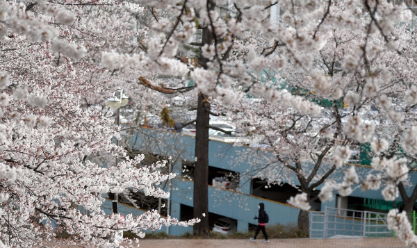 24일 오전 광주 동구 조선대학교병원 앞 도롯가에 벚꽃이 꽃망울을 터뜨려 봄을 실감하게 하고 있다. (사진=뉴시스)