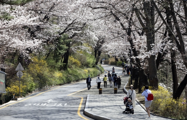 완연한 봄 날씨를 보이고 있는 31일 서울 중구 남산 벚꽃길을 따라 시민들이 산책을 하고 있다. (사진=뉴시스)