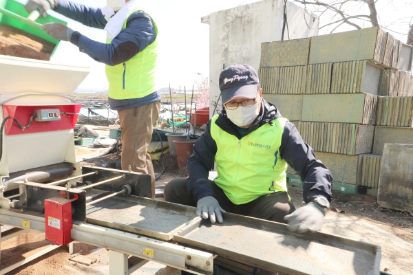 임동순 NH농협은행 부행장이 14일 인천 강화군 신당리 쌀 재배농가에서 일손돕기를 진행하고 있는 모습. (사진=NH농협은행 제공)