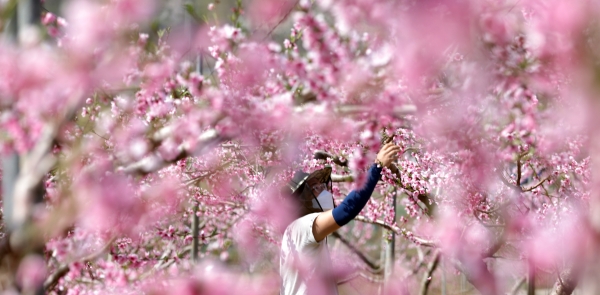 화창한 봄날씨를 보인 9일 세종시 조치원읍의 한 복숭아 농장에서 농부가 만개한 복사꽃을 살펴보고 있다.(사진=뉴시스)