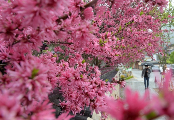 시원한 봄비가 내린 12일 전북 전주시 전주한옥마을 담벼락에 만개한 박태기나무꽃 뒤로 시민들이 우산으로 비를 피하며 길을 지나고 있다.(사진=뉴시스)