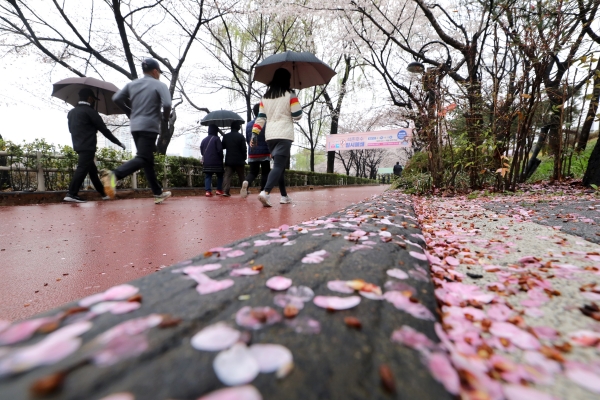 비가 내리고 있는 28일 오전 서울 송파구 석촌호수에 벚꽃이 떨어져 있다.(사진=뉴시스)