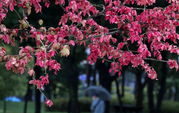 전국에 가을비가 내리는 29일 서울 영등포구 여의도 공원에서 우산을 쓴 시민이 걸어가고 있다. (사진=뉴시스)