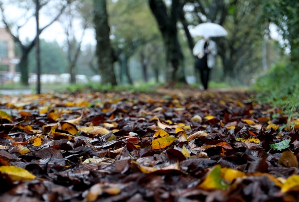 가을비가 촉촉히 내린 12일 오후 제주대학교 교정에서 우산을 쓴 학생들이 걸어가고 있다. (사진=뉴시스)