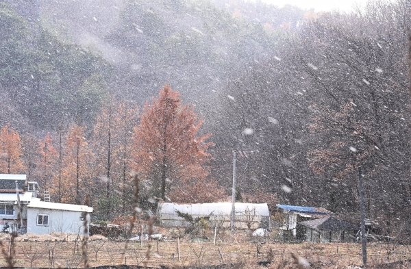 절기상 소설인 22일 오후 경기도 용인시 이동읍 천리에 눈이 내리고 있다.(사진=뉴시스)