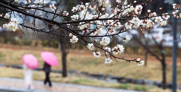 봄비가 내리는 17일 오후 세종시 정부세종청사 주변 공원에 매화가 활짝 피어 있다.(사진=연합뉴스)