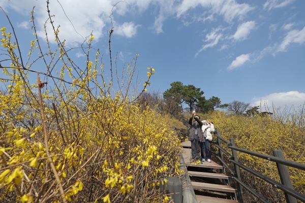 완연한 봄 날씨를 보이는 27일 오후 서울 응봉산에 개나리가 활짝 피어 있다. (사진=연합뉴스)