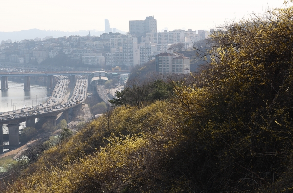 완연한 봄 날씨를 보인 28일 오후 서울 응봉산에 개나리가 활짝 피어 있다.(사진=연합뉴스)