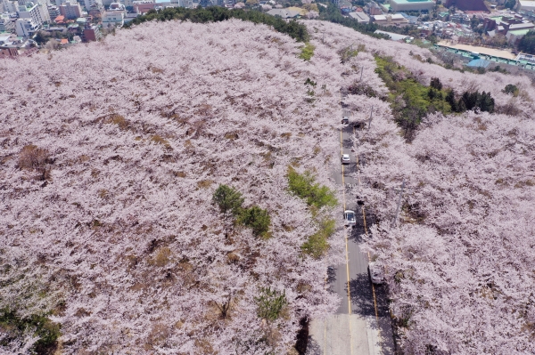 포근한 봄날씨를 보인 5일 시민들이 부산 황령산 벚꽃 군락지를 드라이브하며 봄의 정취를 느끼고 있다.(사진=연합뉴스)