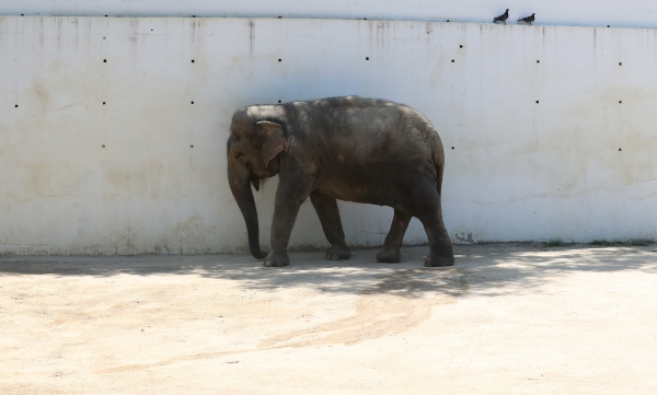 폭염주의보가 발효된 이달 26일 오후 대구 중구 달성공원 동물원의 코끼리가 한 뼘 그늘에서 휴식을 취하고 있다 (사진=연합뉴스)