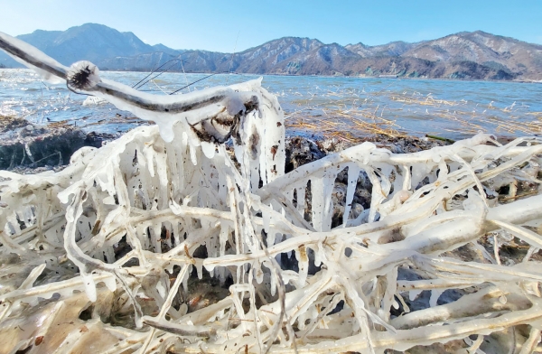 한파가 몰아친 24일 강원 춘천시 의암호변에 있는 나무가 얼음으로 뒤덮여 있다.(사진=연합뉴스)
