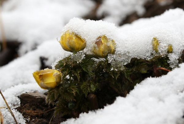 밤사이 눈이 내린 14일 강원 강릉시 외곽의 어느 숲속에 복수초가 눈 속에서 꽃을 피우고 봄을 기다리고 있다.(사진=연합뉴스)
