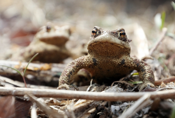 8일 전국 최대 두꺼비 산란지인 대구 수성구 욱수동 망월지 주변에서 두꺼비들이 이동하고 있다. (사진=연합뉴스)