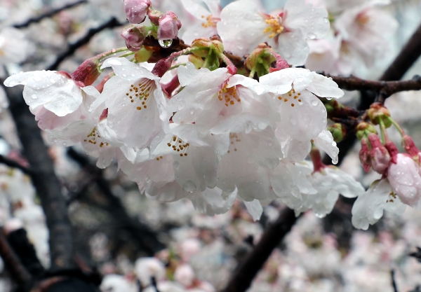 봄비가 내리는 23일 오전 부산 동래구 명륜동에서 벚꽃에 빗방울이 맺혀있다(사진=연합뉴스)