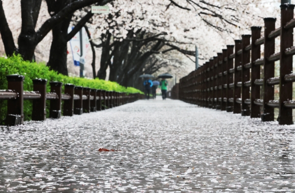 봄비가 내린 5일 오전 경기도 수원시 장안구 광교저수지 주변 산책로에 벚꽃이 떨어져 있다. (사진=연합뉴스)