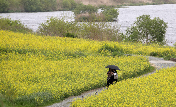 절기 곡우(穀雨)를 이틀 앞둔 18일 전남 나주시 영산강체육공원 유채꽃밭에서 시민들이 우산을 쓰고 산책하고 있다.(사진=연합뉴스)